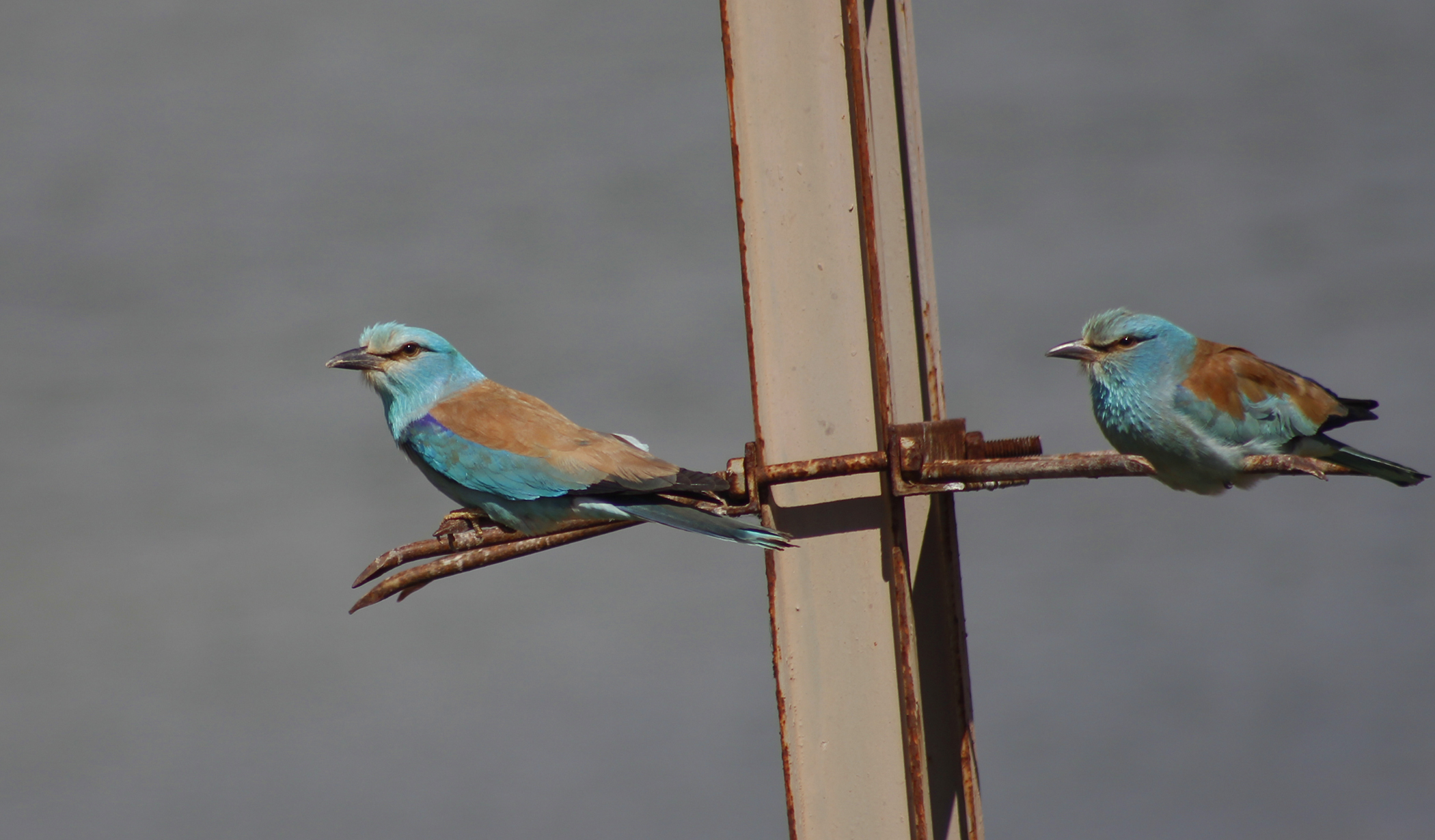 European Roller